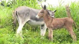 Finca La Guaria Criadero de Burros y Mulas parte 1 [upl. by Edrei]