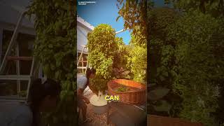 Would you try vertical farming farming farmer farm ytshorts youtube [upl. by Adamik]