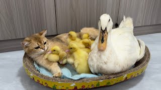 The mother duck took the duckling to find the nanny kitten to sleep with cute and funny animal🐥😽 [upl. by Irmina]