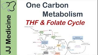 One Carbon Metabolism  Tetrahydrofolate and the Folate Cycle [upl. by Ahto]