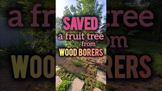 SAVED a Fruit Tree from Wood Borers beetles garden gardening persimmons fruittrees pests [upl. by Kaasi]