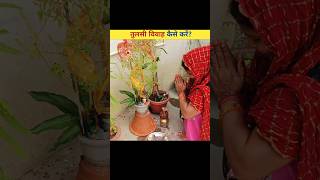 तुलसी विवाह कैसे करेंHow to do Tulsi Vivah। tulsi vivah kaise kare😱😱 shorts tulsivivah viral [upl. by Orna]