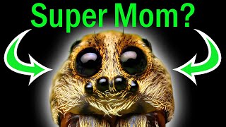 Is the Wolf Spider the Best Mother in Your Garden [upl. by Enyallij]