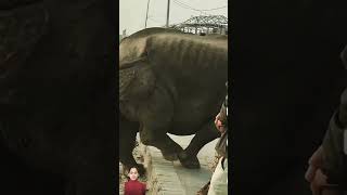 rhinowalk publicanimals rhino rhinosrhinocerous wildlife whiterhino sound ytshorts react t [upl. by Nnawtna858]