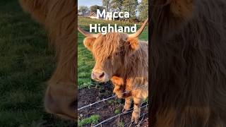 Mucca Highland UnIcona Scozzese [upl. by Kit431]