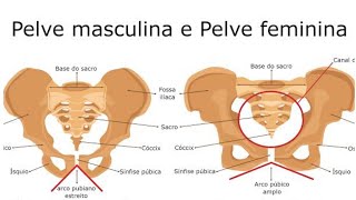 ANATOMIA DA PELVE [upl. by Newmark]