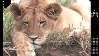 BIG CAT DIARY SAFARI 2006 part 1 [upl. by Iuqcaj]