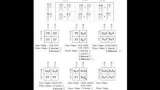 Basic Genetics Part 3 [upl. by Daisie]