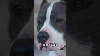 O Focinho do Seu Cachorro é ÚNICO 🤯 Descubra o Porquê animais cachorro curiosidades [upl. by Haniraz]