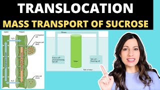 TRANSLOCATION OF SUCROSE Alevel Biology mass flow hypothesis in plants and structure of the phloem [upl. by Marja]