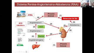 Sistema Renina Angiotensina Aldosterona SRAA [upl. by Leksehc]