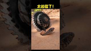 dangerous snake short video shorts ytshorts youtubeshorts [upl. by Jade]