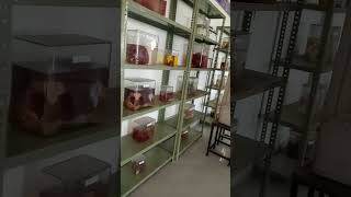 ANATOMY LAB REAL ORGANS neet bamscollege ayurvediccollege ncism ncert [upl. by Muna]