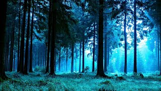 Forest Night Nature Sounds for Sleep or Studying  White Noise 10 Hours [upl. by Ailegra]