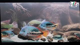 Central American Cichlids biotope October 2024 [upl. by Gasparo924]