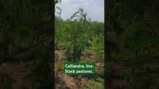 Calliandra live stock pastures [upl. by Baecher388]