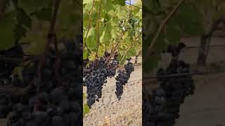 Uva merlot 🍇 para hacer vino Trabajos Del Campo follow follow fypシ゚viral video usa [upl. by Einal]