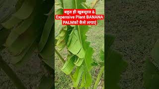 Indoor plants में सबसे खूबसूरत हैBanana Leaf Plant Dieffenbachiashorts [upl. by Francoise250]