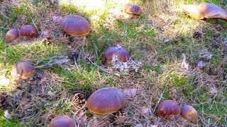 Impresionante Brote De Boletus Edulis Gigantes [upl. by Neehahs]