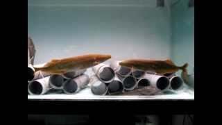 Mormyrops anguilloides 20120125MOV [upl. by Desta]