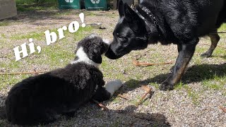 Mini Sheepadoodle Plays with German Shepherd [upl. by Gnohc]