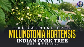 The Jasmine Tree  Indian Cork Tree  MILLINGTONIa Hortensis [upl. by Fredericka]