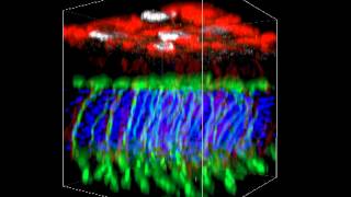 ZEISS LSM 800 with Airyscan Mouse retina confocal 3D microscopy [upl. by Valentina]