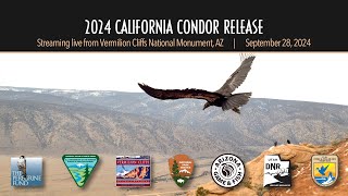 2024 California Condor Release hosted by The Peregrine Fund amp Bureau of Land Management [upl. by Agiaf662]