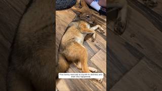 This family rescued a coyote in distress and then this happened animalshorts shortvideo [upl. by Irami]