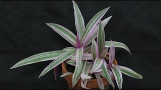 Tradescantia spathacea  Dreimasterblume MosesintheCradle [upl. by Camus]