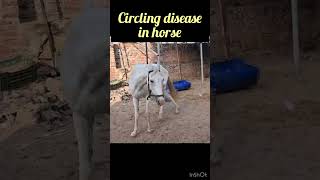 Circling disease in horse l dr Umar khan [upl. by Yonah]