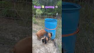 Piggy butts and a foggy garden 🐷🪴 foggy kunekune spooky [upl. by Idnaj]