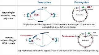 Eukaryotic vs Prokaryotic DNA Replication [upl. by Jeannette]