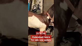 Hyderabadi bakra for sale new update91 93249 48270viral Mumbai [upl. by Utley614]