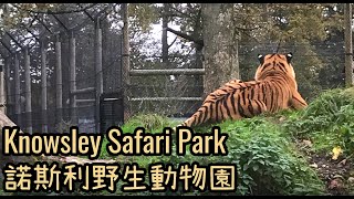 Knowsley Safari  諾斯利野生動物園 如何買飛，門票價錢 利物浦 英國景點介紹 foot safari drive safari  Liverpool zoo [upl. by Grata772]