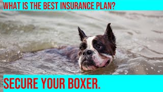 Choosing the Best Insurance Plan for Your Boxer What You Need to Know [upl. by Yahiya]