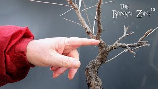 Pruning My European Buckthorn From Seed The Bonsai Zone Feb 2023 [upl. by Rebliw]