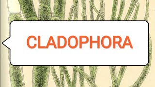 CLADOPHORA BScmedical 1st year [upl. by Rehotsirk]