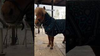 Wir lieben es 🥲 IGmystarwave minishetty equestrian horses cold spring fail [upl. by Alleroif]