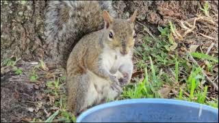 Yellow Throated Warbler Norm Red Bellied Woodpecker Starbucks as I feed our squirrel Tufts [upl. by Adnamahs]