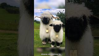 Valais Blacknose  The Cutest Sheep [upl. by Manda]