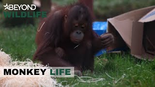 S10E10  The Orangutans Play Musical Chairs  Monkey Life  Beyond Wildlife [upl. by Mihar]