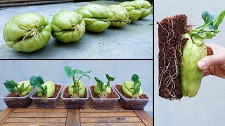 How to propagate chayote from fruit bought at the supermarket [upl. by Licko]