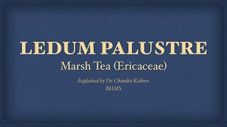 Ledum Palusture  Allen’s Keynotes  Well Explained [upl. by Ailegra]