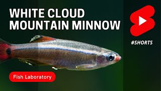 White Cloud Mountain Minnow  An Awesome Fish for Nano Tanks shorts [upl. by Phare662]