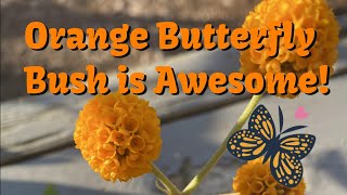 Orange Butterfly Bush is Awesome [upl. by Ysus]