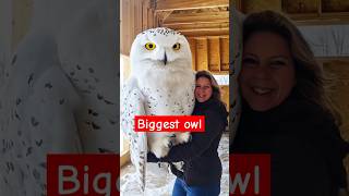 Great and giant snow owl in the planet owl youtubeshorts shortvideo shorts [upl. by Zellner552]