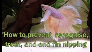 FinNipping Betta 13 NeedToKnow Tips to Help Your Fish [upl. by Oyr]