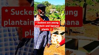 💪💯INCREDIBLE FARM TOUR JAMAICAN FARMER’S Message to YOUNG Farmers [upl. by Chandal]