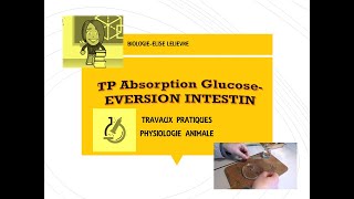 Etude de labsorption intestinale du glucoseEversion de lintestin [upl. by Vivica396]